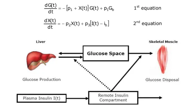 Figure 1.12 -  Schematic equations and parameters for the minimal model of glucose metabolism