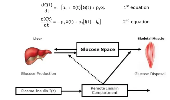 Figure 1.12 -  Schematic equations and parameters for the minimal model of glucose metabolism