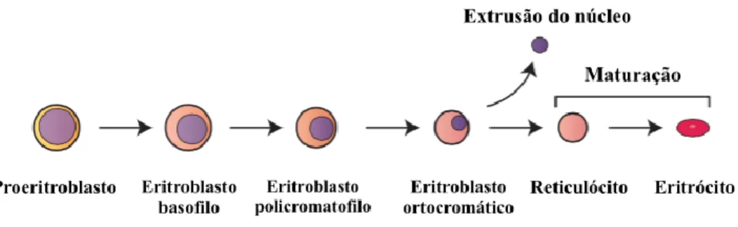 Figura 1 - Esquema da eritropoiese (adaptado de Dzierzak &amp; Philipsen, 2013). 