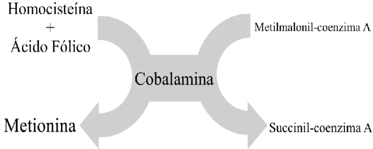 Figura 6 - Reações químicas dependentes de cobalamina. (Adaptado de Brescoll &amp; Daveluy, 2014)