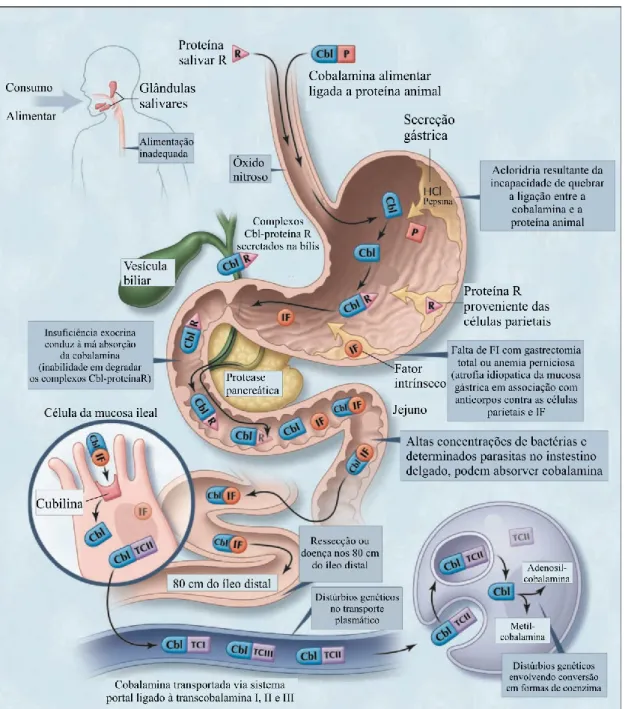 Figura 7 - Representação do metabolismo da Vitamina B12. (Adaptado de Andrès et al., 2004)