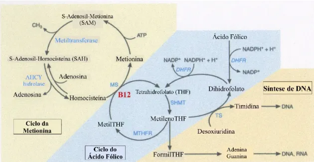 Figura  9  -  Representação  do  metabolismo  do  folato  e  da  sua  intervenção  no  ciclo  da  metionina  e  na  síntese de DNA (adaptado de Green, 2017)