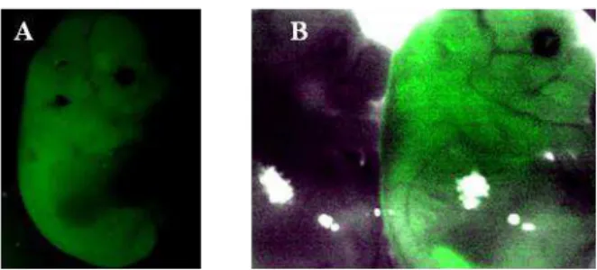 Figure  3:  16,5  dpc  embryos  after  pronuclear  microinjection  of  CMV-GFP.  A)  a  mouse embryo expressing GFP constitutively and B) one mouse embryo expressing GFP  constitutively  (right)  and  one  without  GFP  expression  (left)