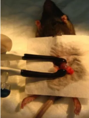 Figure 4: Electroporation procedure.  Surgical exposure of the left testes of  a  C57BL6/J  mouse  by  abdominal  incision  and  electroporation  of  the  testis  with  a  tweezer  type  electrode  (right)  attached  to  electric  pulse  generator  (Electr