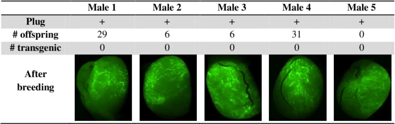Table 4: Results from testis electroporation with CMV-GFP sequence 