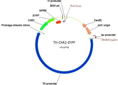 Figure 6: Schematic map of the plasmid containing the TH-ChR2- TH-ChR2-EYFP sequence 