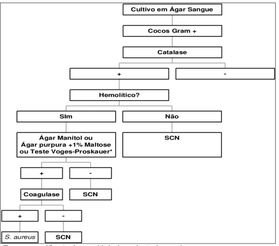 Figura  4.  Procedimentos  para  o  diagnóstico  microbiológico  de  Staphylococcus  sp