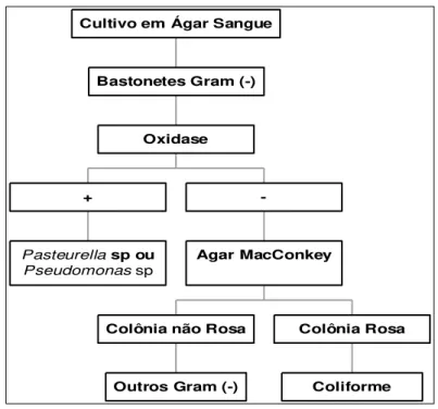 Figura 10. Procedimentos para o diagnóstico microbiológico de coliformes em amostras  de leite.* 