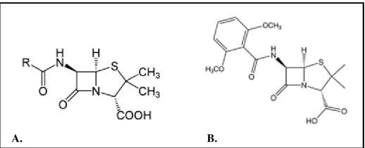 Figure 2 - Structure of Penicillin (A) and Methicillin (B). 