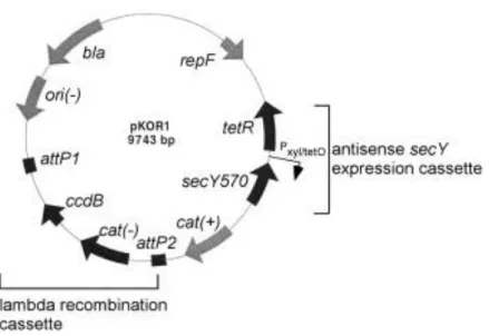 Figure 5 - Map of pKOR1. repF (Replication gene of pE194ts), secY570 (N-terminal 570 nucleotides  of  secY  including  ribosome  binding  site),  cat  (chloramphenicol  acetyltransferase),  attP  (phage  lambda  attachment site), ori(-) (ColE1 plasmid repl