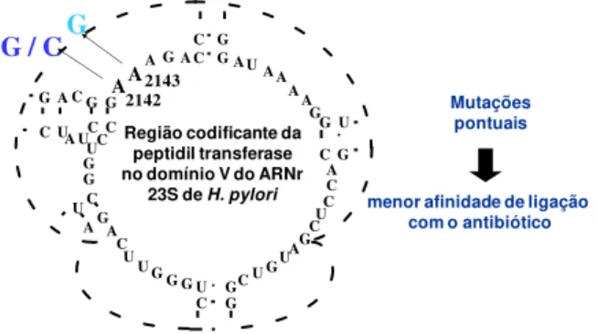 Figura  5.  Método  do  sistema  LightCycler:  iniciadores,  sondas  de  ancoragem  e  de  hibridação