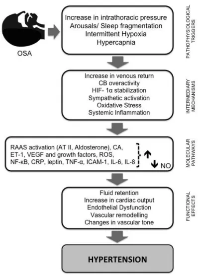 Figure  1: Schematic diagram summarizing the pathways by which intermittent hypoxia  leads to hypertension.