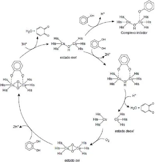 FIGURA  1.5  -  Mecanismo  proposto  do  ciclo  catalítico  da  oxidação  de  catecol  pela  catecol oxidase (GERDEMANN et al., 2002)