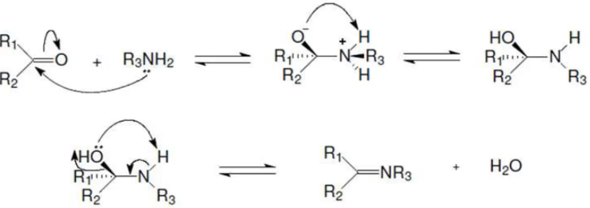 FIGURA 1.6 - Esquema da reação para obtenção de bases de Schiff (CAREY et al.,  2000)