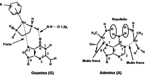 FIGURA  17-  Interações  de  H  e  estéricas  que  promovem  ligação  forte  da  unidade  {( 6 -areno)Ru(en)} 2+   à  guanina  e  ligação  fraca  com  adenina,  en  =  etilenodiamina