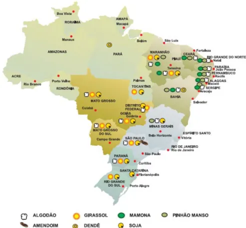 Figura 4.1. Panorama da potencialidade brasileira para a produção de oleaginosas  Fonte: SEBRAE (2007) 