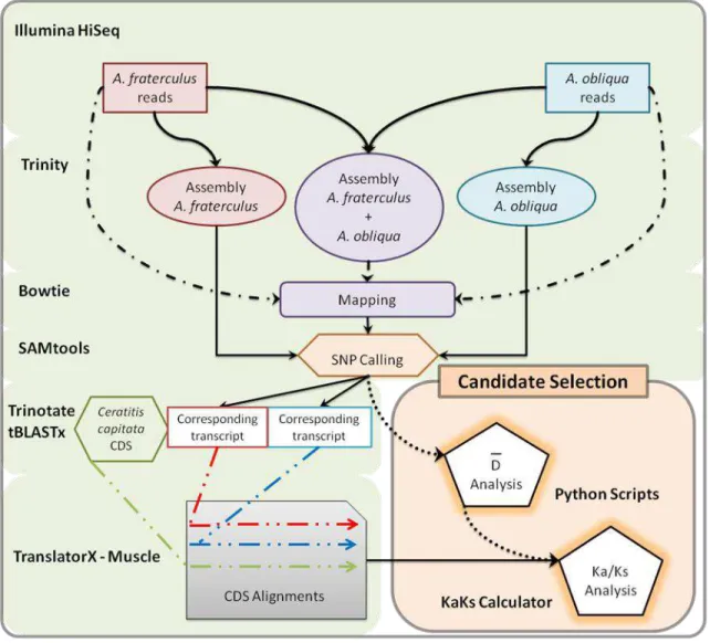 Figure 1 Framework for screen transcriptome libraries and estimate Ka/Ks in differentiation candidate  genes