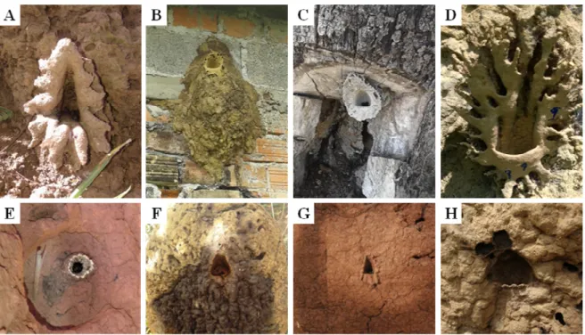 Figura  1.  Ornamentação  de  entrada  dos  ninhos  de  algumas  espécies  de  Partamona  em  diferentes  substratos