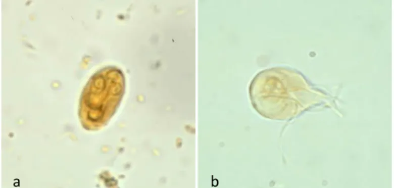 Figura 6. Cisto (a) e trofozoíto (b) de Giardia lamblia corados com iodo  (adaptado de 48)