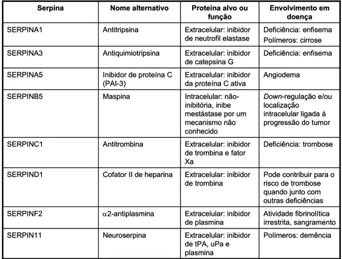 Tabela 2.2. Funções e disfunções de algumas serpinas humanas (Law et al.,  2006).  Polímeros: demênciaExtracelular: inibidor  de tPA, uPa e  plasminaNeuroserpinaSERPIN11 Atividade fibrinolítica  irrestrita, sangramentoExtracelular: inibidor de plasminaα2-a