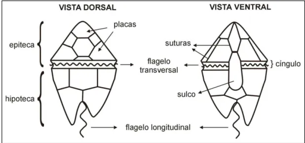 Figura 6. Esquema geral de um dinoflagelado e identificação de suas principais estruturas