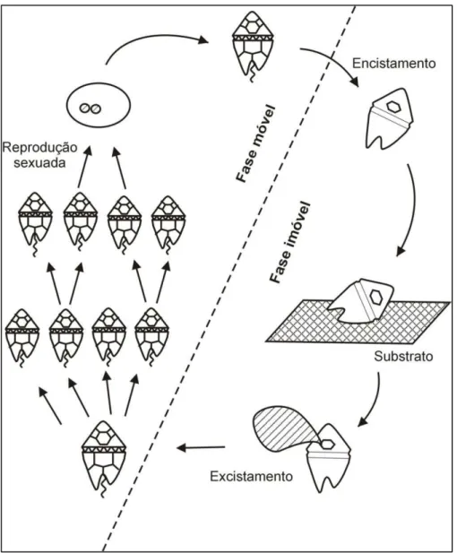 Figura 7. Representação do ciclo de vida de dinoflagelados. A fase imóvel corresponde aos cistos  fossilizáveis dormentes e a fase móvel, à forma vivente dotada de motilidade