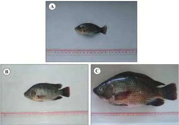 Figura 2. Tilápias do Nilo (Oreochromis niloticus) provenientes de cultivo em tanques- tanques-rede no rio Grande, reservatório de Água Vermelha, Estado de São Paulo, Brasil