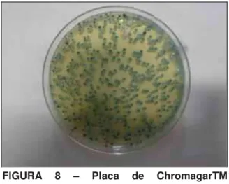 FIGURA 8 – Placa de ChromagarTM  apresentando colônias de cor verde, o que  indica Candida albicans