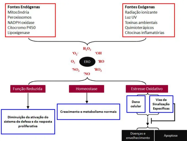 Figura  1:  Efeitos  biológicos  das  ERO.  A  produção  de  ERO  é  proveninte  do  metabolismo  normal  e  de  processos  patológicos  endógenos  ou  é  estimulada  por  agentes  tóxicos  exógenos
