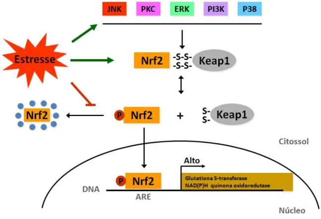 Figura  3:  Modelo  de  ativação  de  Nrf-2  mediada  por  estresse  oxidativo.  O  estresse  oxidativo  pode  agir  diretamente  no  complexo  Nrf-2-Keap-1,  ou  alternativamente  ativar  as  quinases  PI3K,  p38,  ERK,  PKC  e  JNK,  causando  a  liberaç