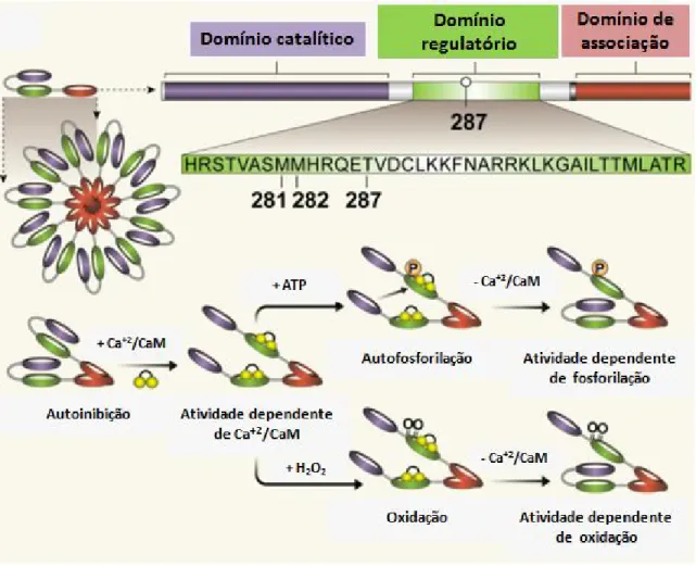 Figura  5:  Regulação  da  ativação  da  Proteína  quinase  II  dependente  de  Ca 2+ /Calmodulina  (CaMKII)