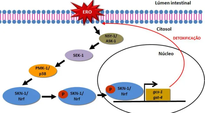 Figura 6: Modelo de ativação de SKN-1 durante estresse oxidativo em  C. 