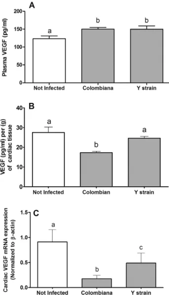 Fig. 3. Plasma production and cardiac expression of the vascular endothelial growth factor (VEGF) in Trypanosoma cruzi infected animals