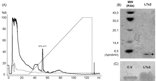 Fig. 2 – (A) HPLC purification of the recombinant LTx2 in a reversed-phase C8 column (Sephasil Peptide C8 5 m 4.6/205)