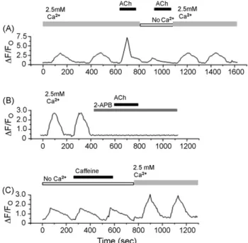 Fig. 3 – Ca 2+ transients in BC3H1 cells. Cells were loaded with Fluo-3-AM for 30 min