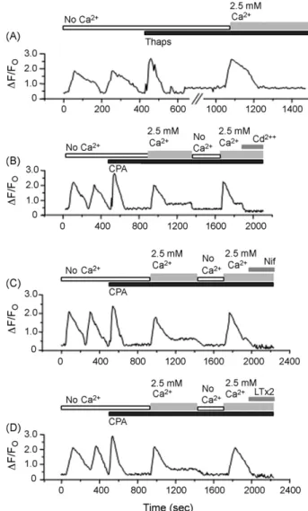 Fig. 5 – Voltage-gated Ca 2+ channels were activated by depletion of Ca 2+ store in BC3H1 cells