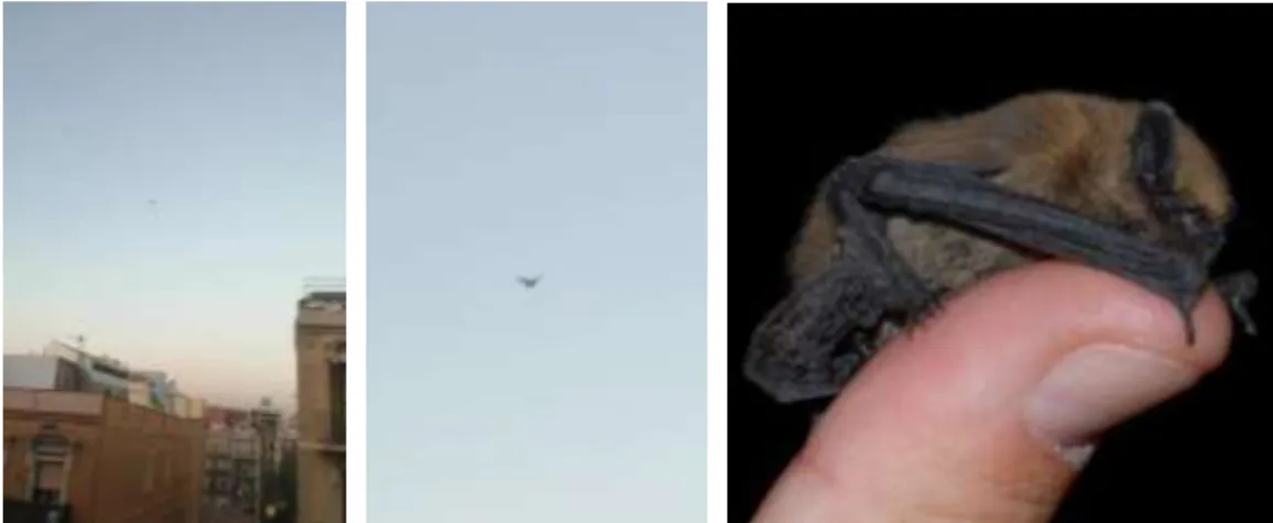 Figura 9. Morcego voando e indo para o telhado de uma casa na rua de Tamarit  aproximadamente às 19:00 hrs