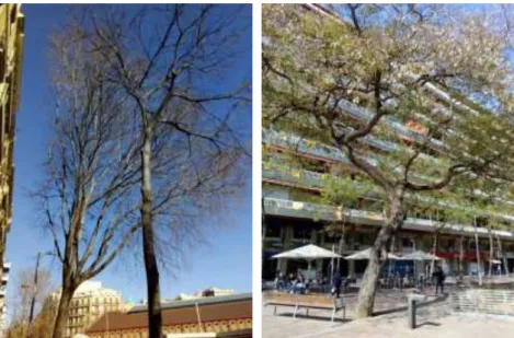 Figura 11. Duas árvores de diferentes espécies na transição de inverno-primavera em  Tamarit e Comte Borrell, e Av