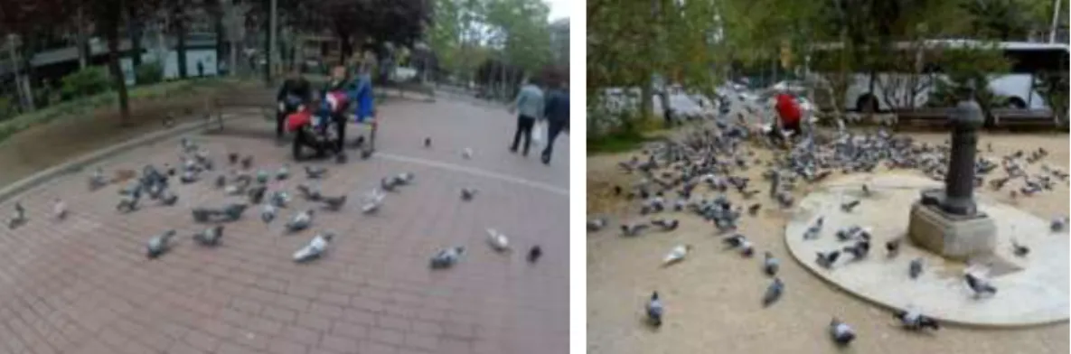Figura 14. Pessoas alimentando pombos na rua. Esquerda: família alimentando  pombos em Av