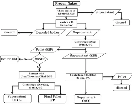 Fig. 1. Flow chart of the tegument isolation and fractionation procedure.