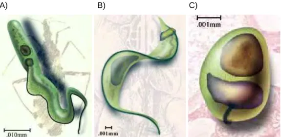 Figura 1: Morfologia de T. cruzi: A) epimastigota, B) tripomastigota e C) amastigota  Fonte: http://www.uta.edu/chagas/html/biolTcru.html 