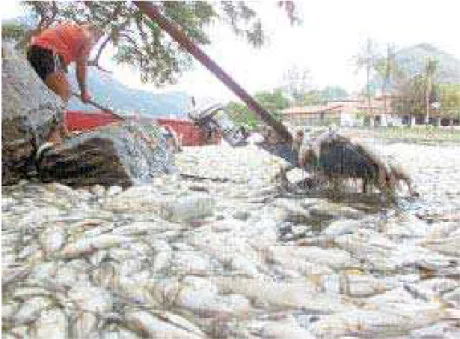 FIGURA 3 – Fotografia da notícia Toneladas de peixes mortos na lagoa no jornal  impresso 