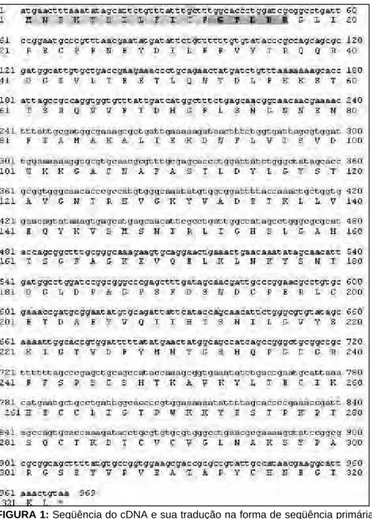 FIGURA 1: Seqüência do cDNA e sua tradução na forma de seqüência primária  de aminoácidos para a Fosfolipase A 1  do veneno da vespa social P