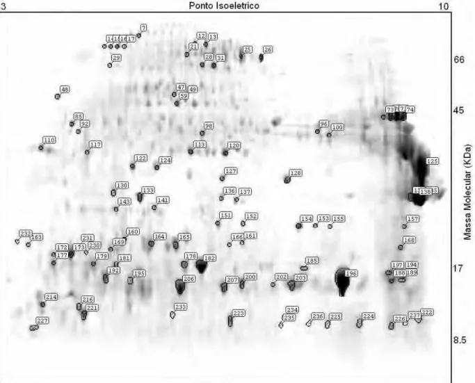 FIGURA  2: Gel  de  Eletroforese  Bidimensional  em  SDS-PAGE 15%(m/v)  do  veneno  da  vespa  social Polybia paulista