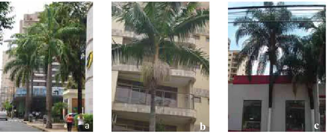Figura 2. Indivíduos da espécie Roystonea regia (palmeira-real) (a);  Archontophoenix cunninghamiana (palmeira-seafórtia) (b); e  Syagrus romanzoffiana (palmeira-jerivá) (c), nas ruas Sete de  Setembro, Garibaldi e Rui Barbosa, respectivamente, no  quadril
