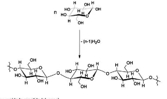 Figura 2.13:  Formação da cadeia de celulose pela união de unidades β -D-glucose. 