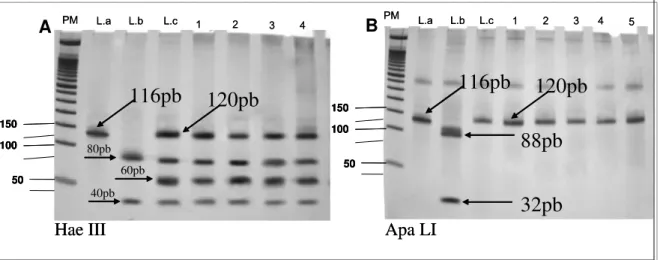 Figura 1 : Perfil de digestão do fragmento de 120pb do kDNA de Leishm ania  spp  pelas enzimas Hae III (A) e APA LI (B)
