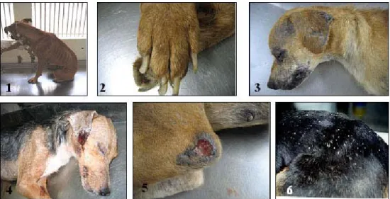 Figura 3 : Sinais clínicos observados nos cães provenientes do CCZ-BH. 1 –  Emagrecimento acentuado, 2 – Onicogrifose, 3 – Alopécia periorbital no rosto e  orelha, 4 – Lesão de ponta de orelha, 5 – Úlcera de decúbito, 6 – Dermatite  furfurácea