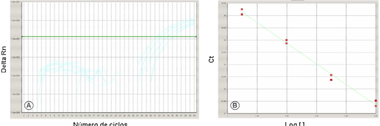 Figura 2. A. Gráfico da curva de amplificação da PCR em tempo real para IL-1β das diluições  do cDNA  de referência  utilizado como padrão nas reações