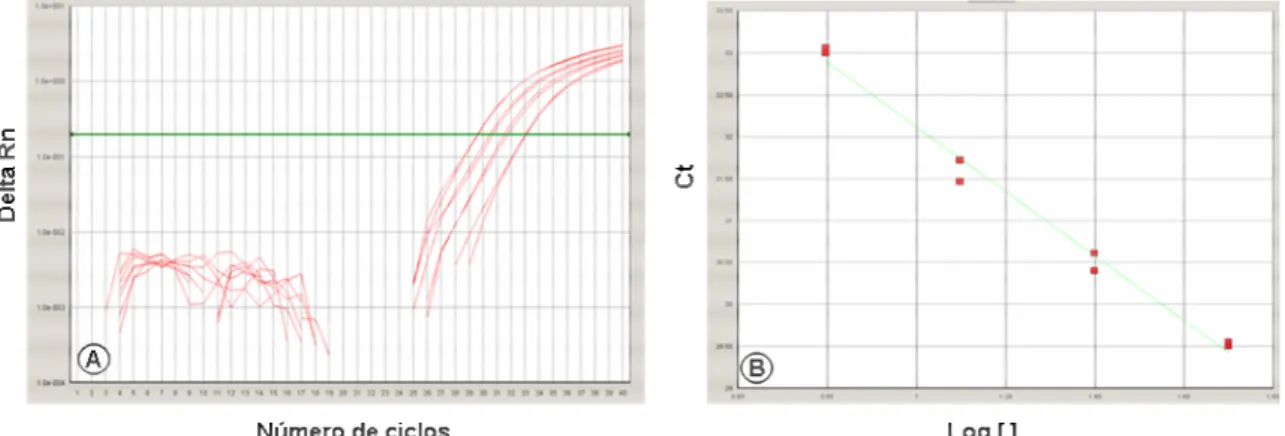 Figura 5. A. Gráfico da curva de amplificação da PCR em tempo real para IL-6 das diluições do  cDNA de referência  utilizado como padrão  nas reações